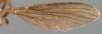 Media type: image;   Entomology 7573 Aspect: wing